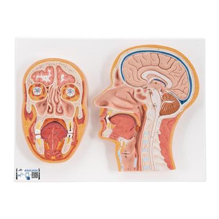 3B SCIENTIFIC Median and Frontal Section of - w/ 3B Smart Anatomy 1022187